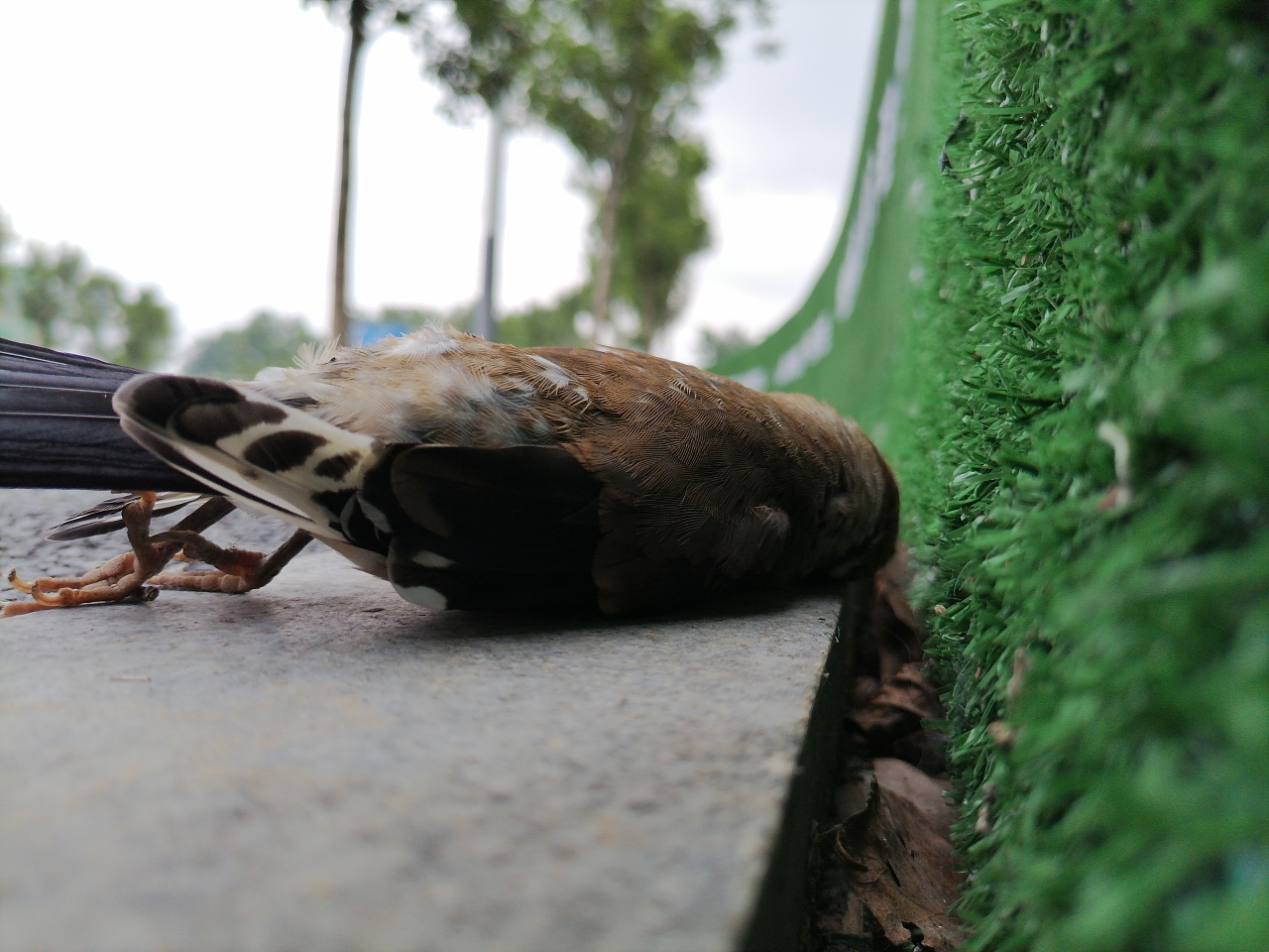 目睹一只鸟的死亡