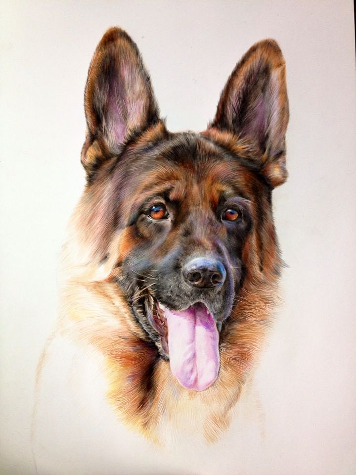 rostyvondosselgermanshepherddogheadshot