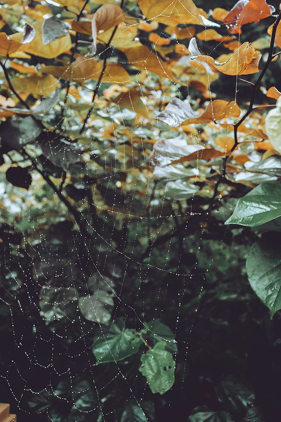 蛛丝（图ZMTI2NzgxNDA0） - 风光摄影 - 站酷设计师摄影小zz原创素材 - 站酷ZCOOL