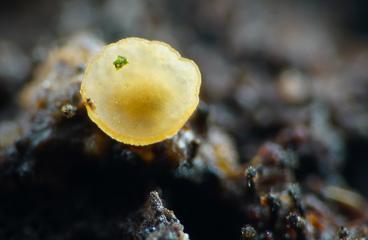 记录一些微小的大视野