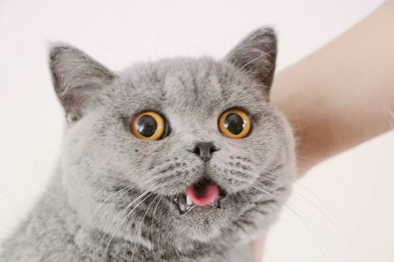 种猫-MM-纯蓝色-冬梅-英国短毛猫|沐米猫舍