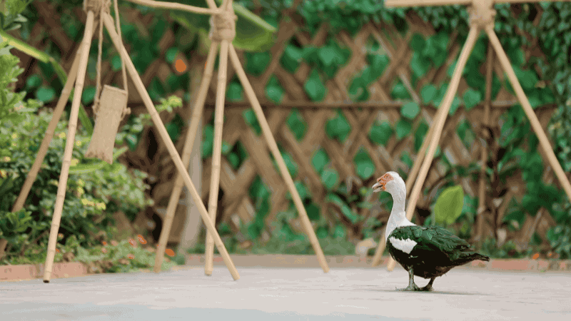 《向往的生活》第四季节目花字以及动画包装-大千影业（图ZMjA2ODc5ODQ4） - 栏目片头 - 站酷设计师OHA_Studio原创素材 - 站酷ZCOOL