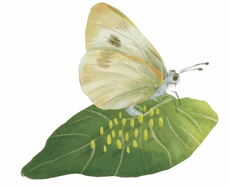 儿童科普类绘本插画-菜青虫插画