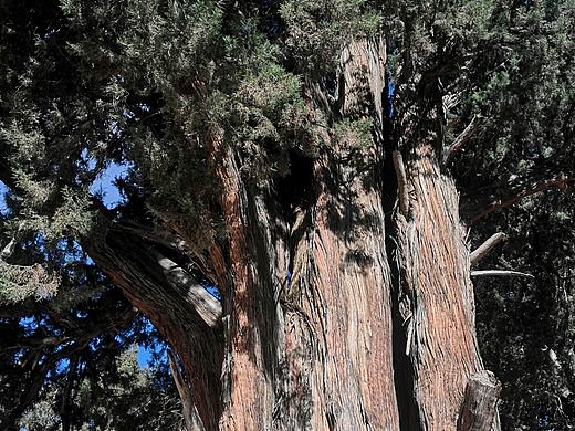 【摄影】柏树王