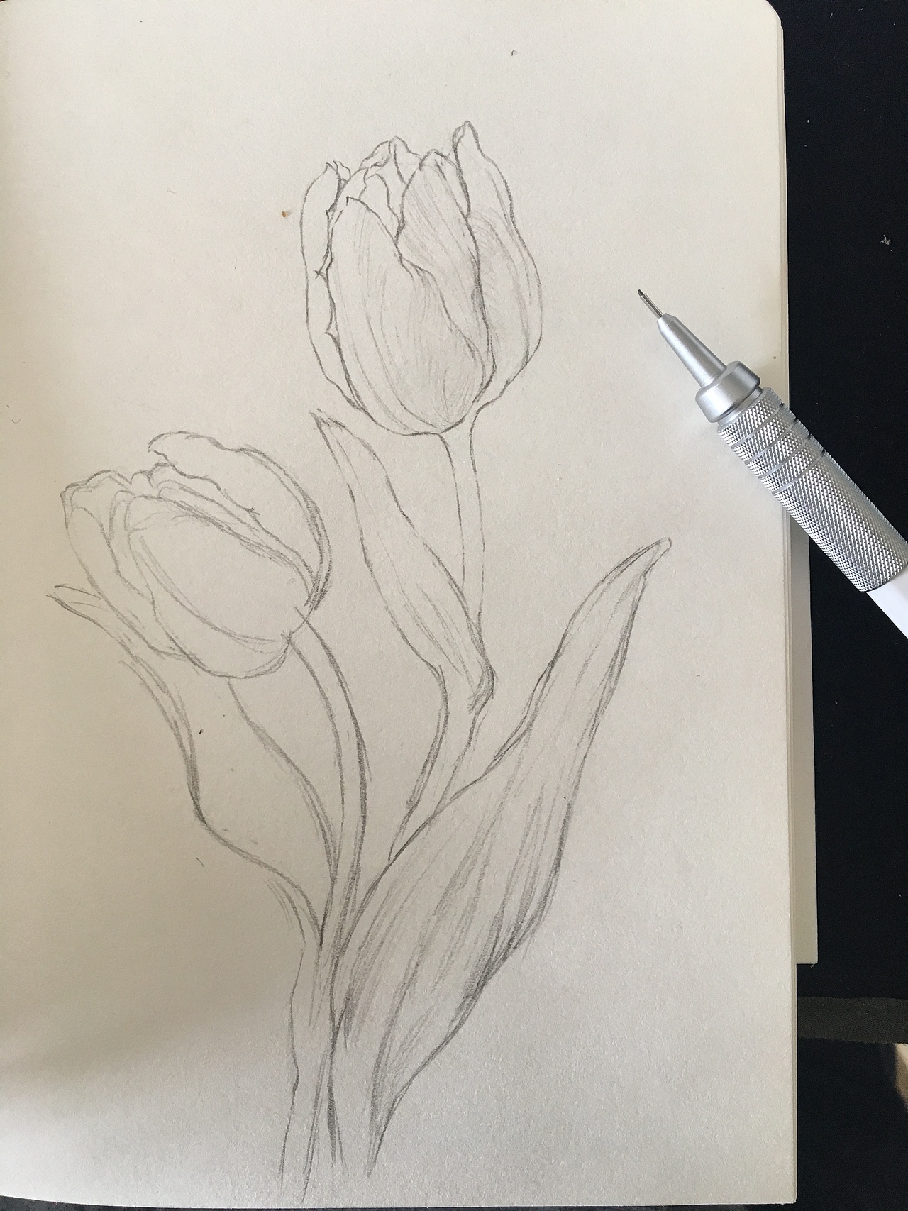 闲来小画之郁金香
