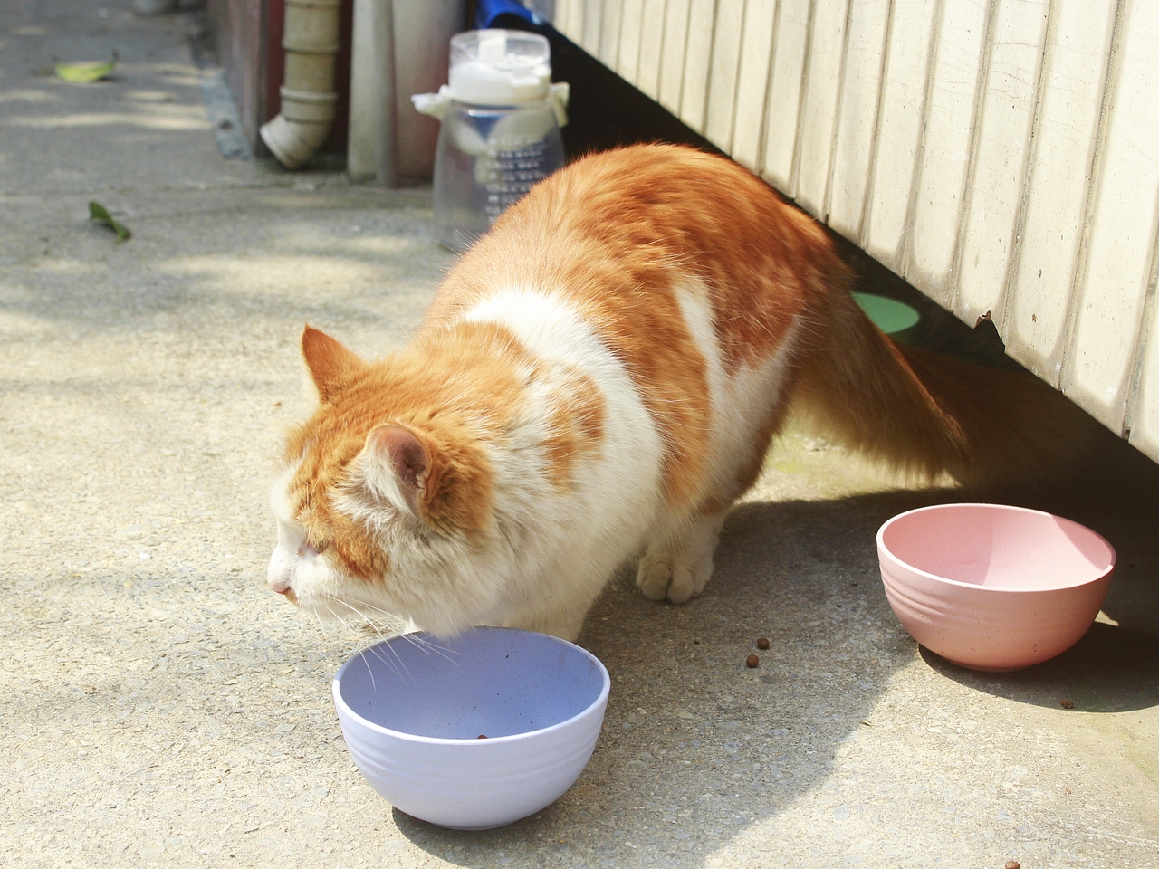 校园流浪猫(2)——"汽水"单向