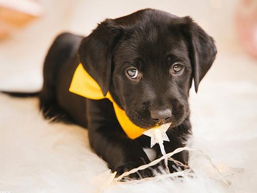 教你如何拍摄黑色宠物