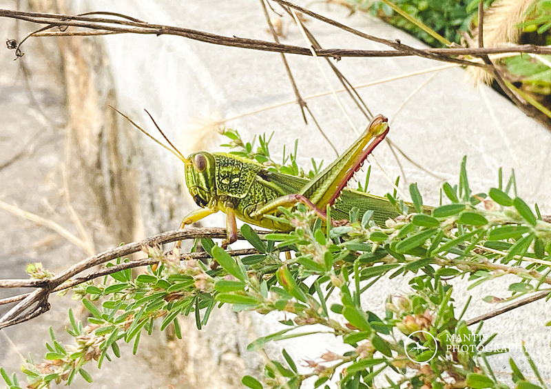 MANTIS 随拍2021（图ZMjgxNjA5Nzky） - 风光摄影 - 站酷设计师aaa62621185原创素材 - 站酷ZCOOL