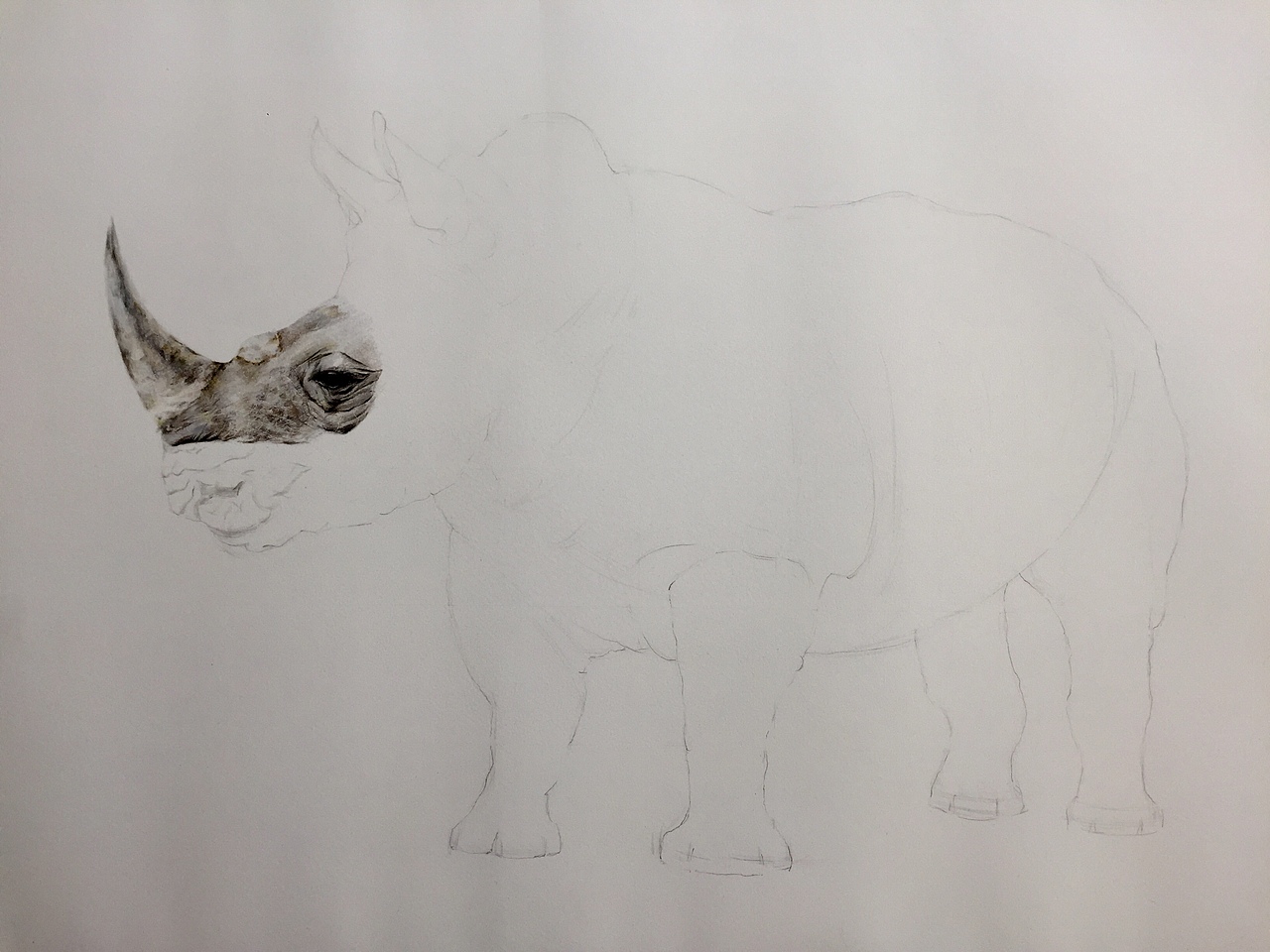 写实彩铅画犀牛