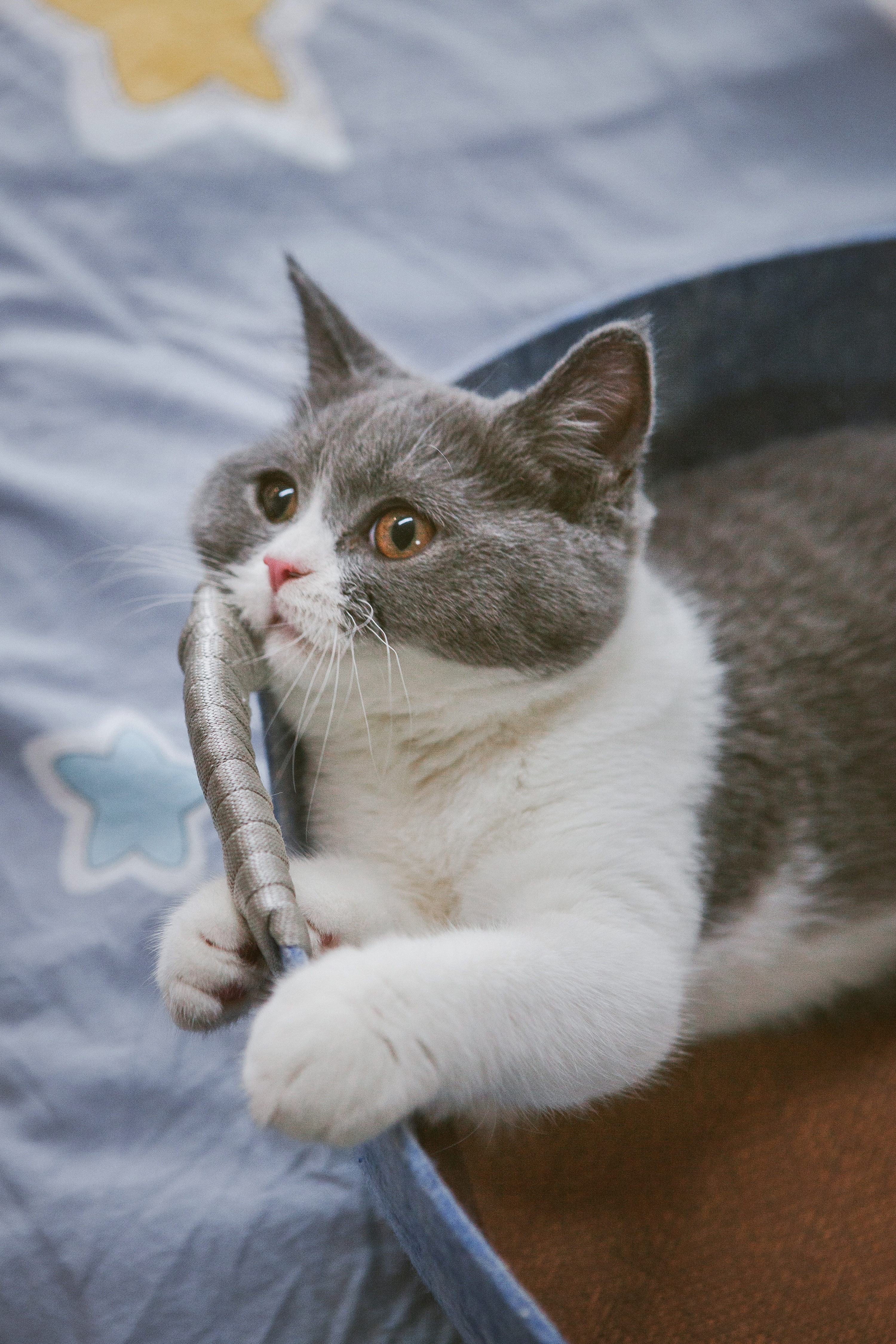 发呆也是一种幸福|摄影|动物|火锅火锅工作室 - 原创作品 - 站酷