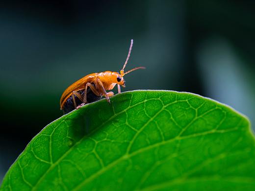 琥珀黄足黄守瓜