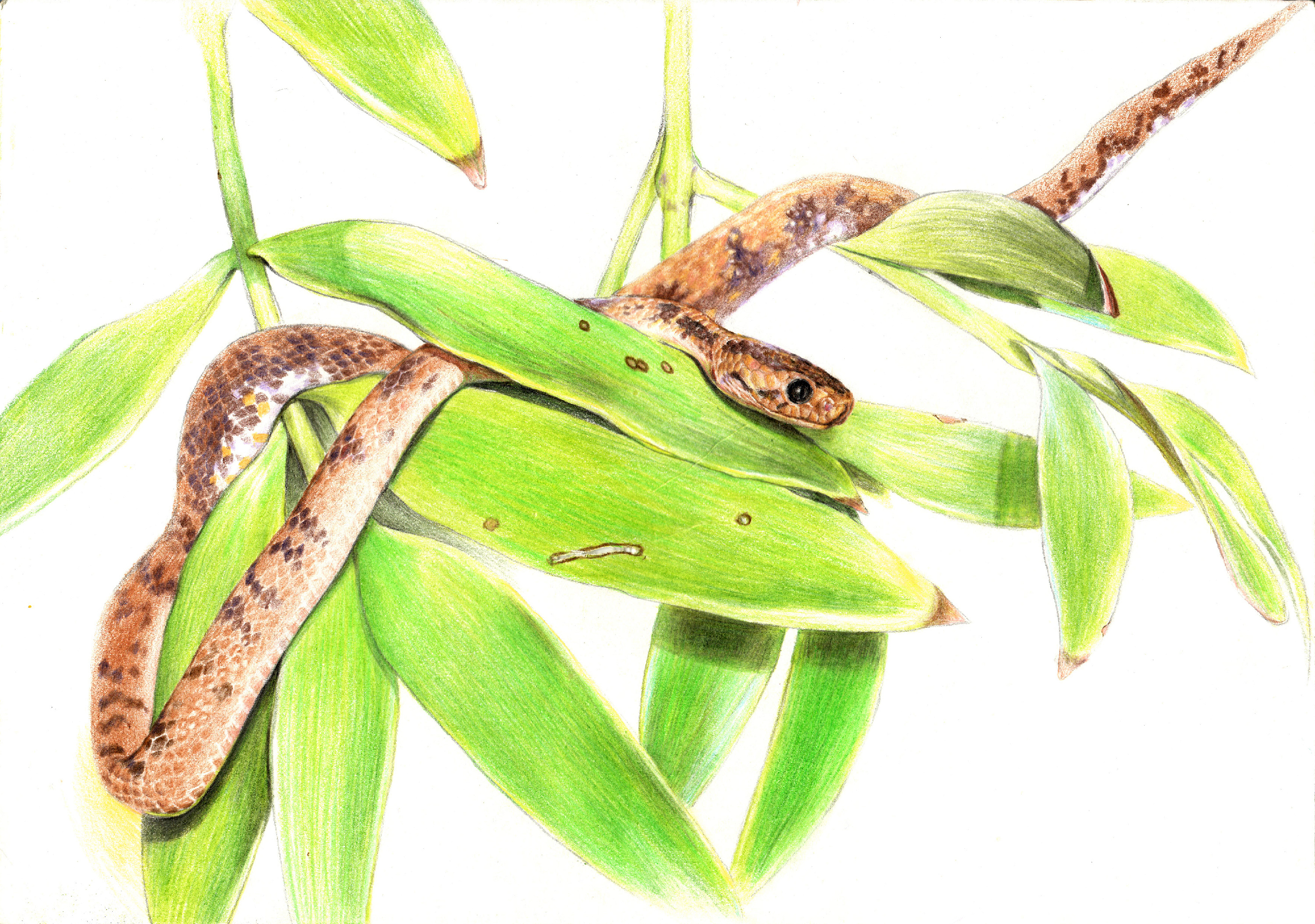 [独立原创彩铅画 · 摄影 | 手绘] 变异中国钝头蛇