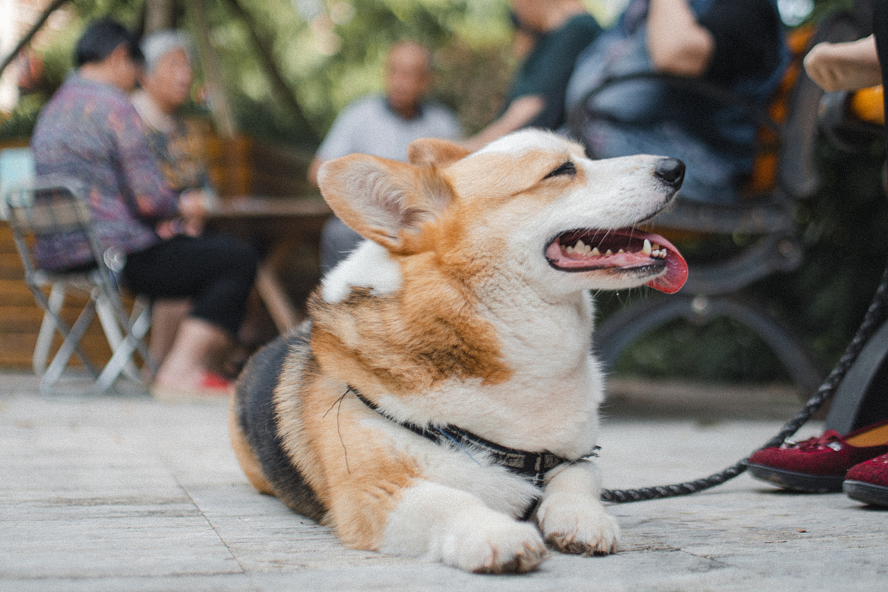 多多的故事（图ZMjEwMzM2Nzk2） - 宠物摄影 - 站酷设计师aiml1998原创素材 - 站酷ZCOOL