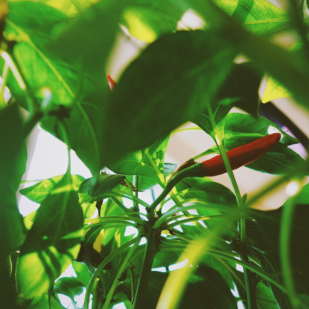 生活小角落-随拍（SONY-DSC-QX100）（图ZMjMzMjg5MjA=） - 其他摄影 - 站酷设计师gemini111126原创素材 - 站酷ZCOOL