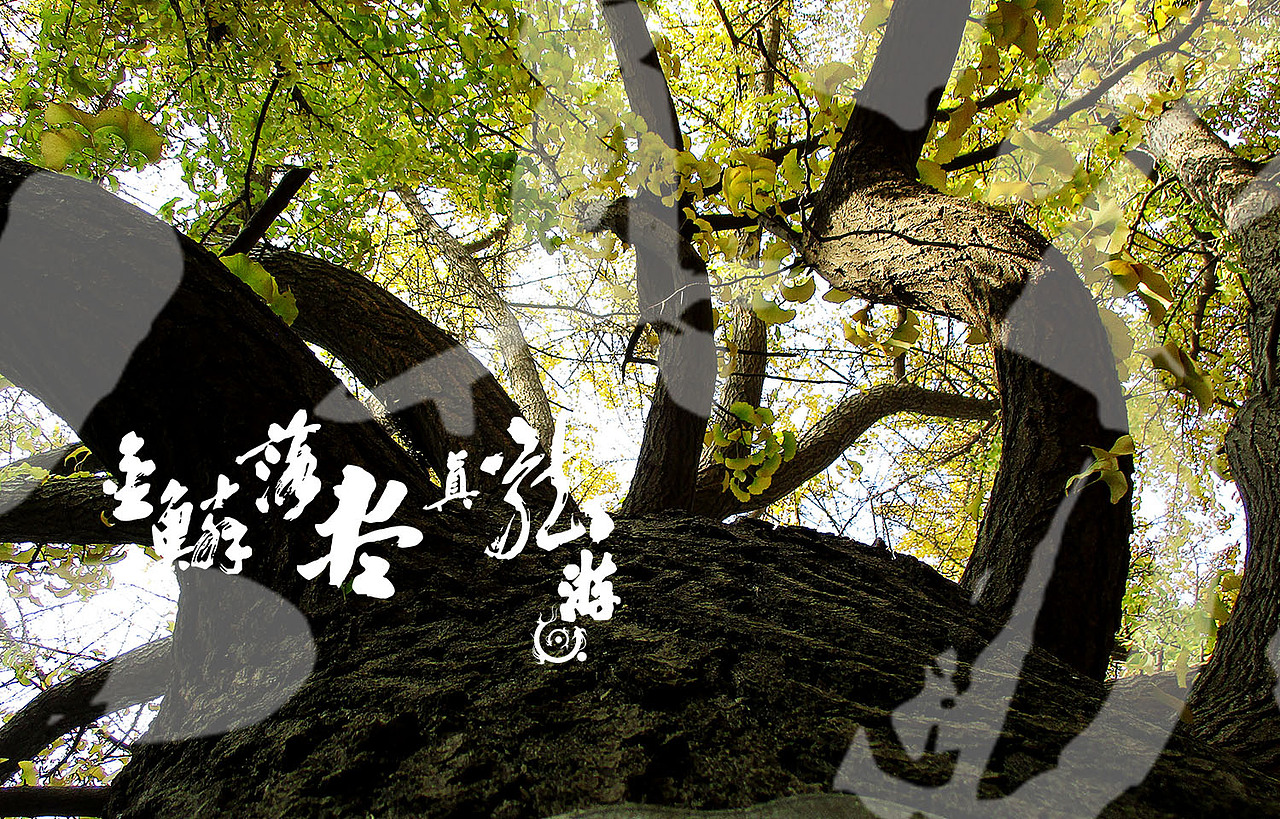 金鳞落尽真龙游 题金黄银杏叶