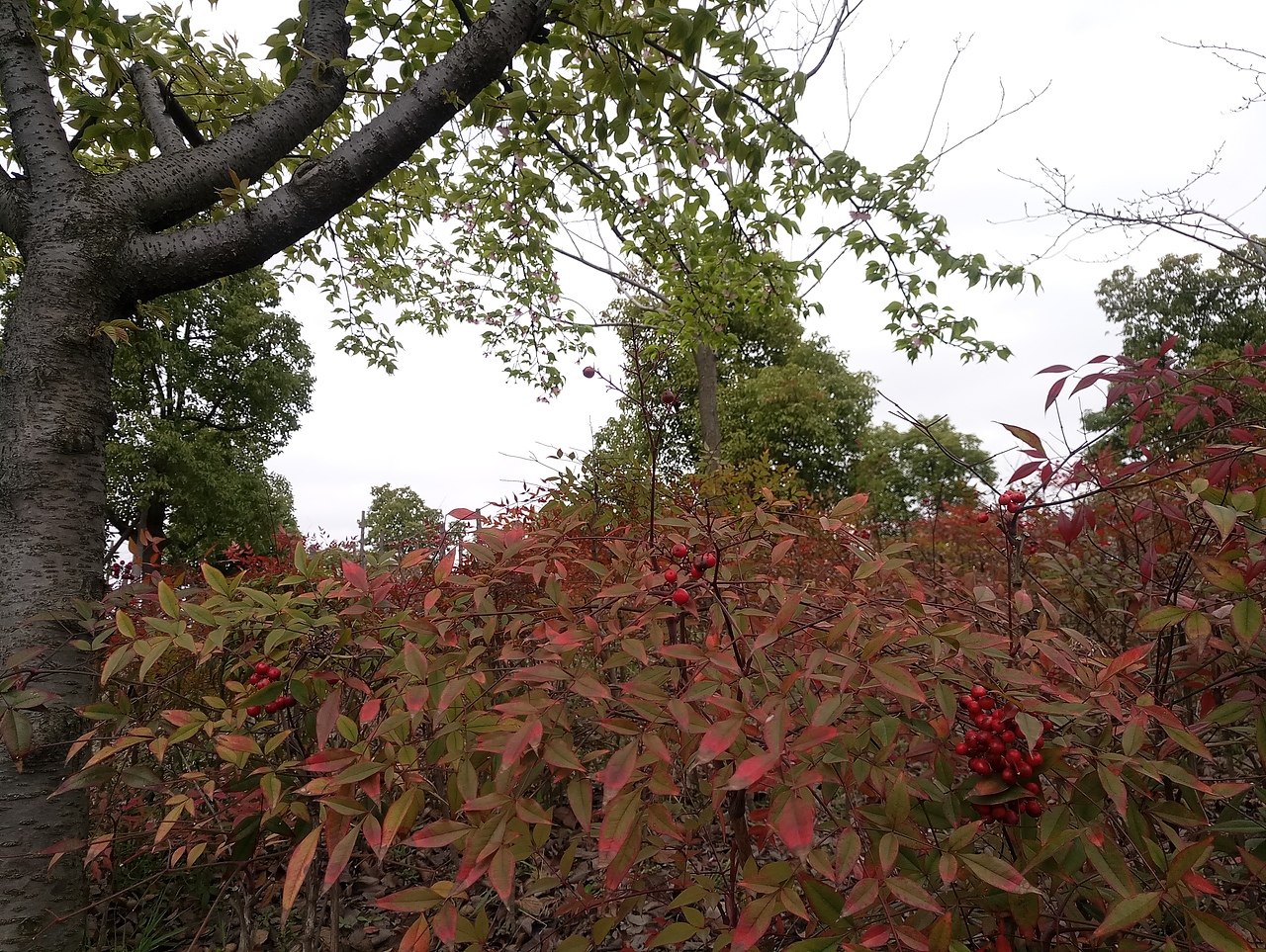 春之密影（图ZMTA4MjU4MzA0） - 产品摄影 - 站酷设计师珍丫头原创素材 - 站酷ZCOOL