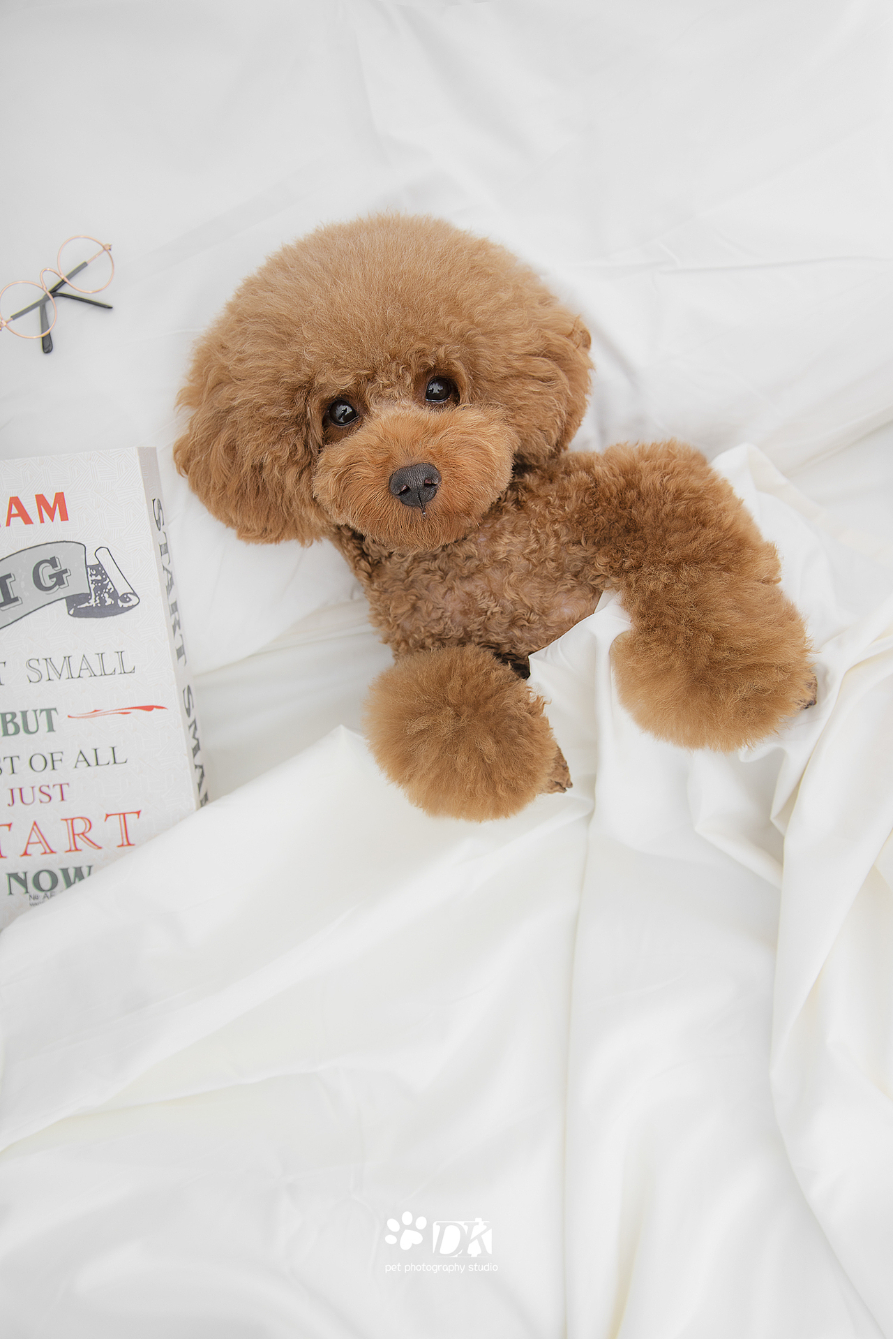 萌宠睡姿大合集