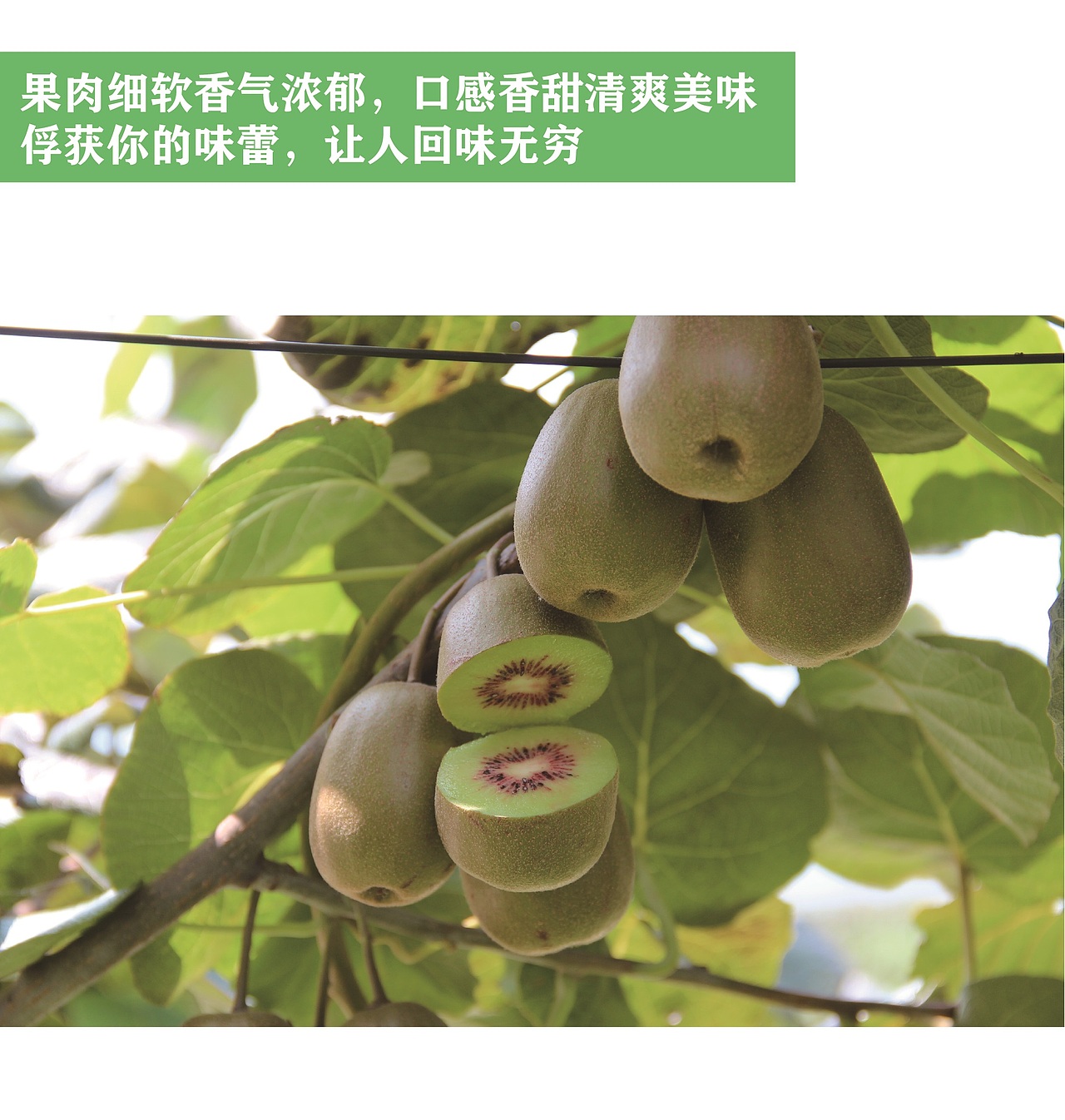 猕猴桃 详情页（图ZMjY0ODk1Nzk2） - 宣传物料 - 站酷设计师爱溜达的王大爷原创素材 - 站酷ZCOOL