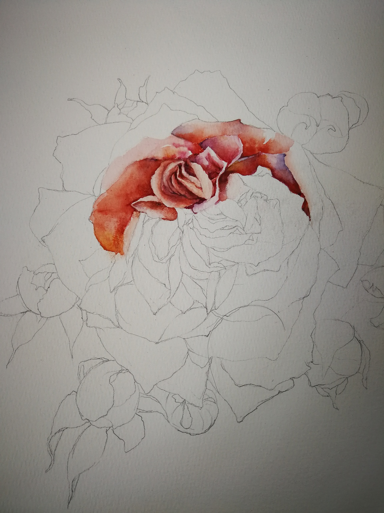 黄有维老师的玫瑰花继续画着