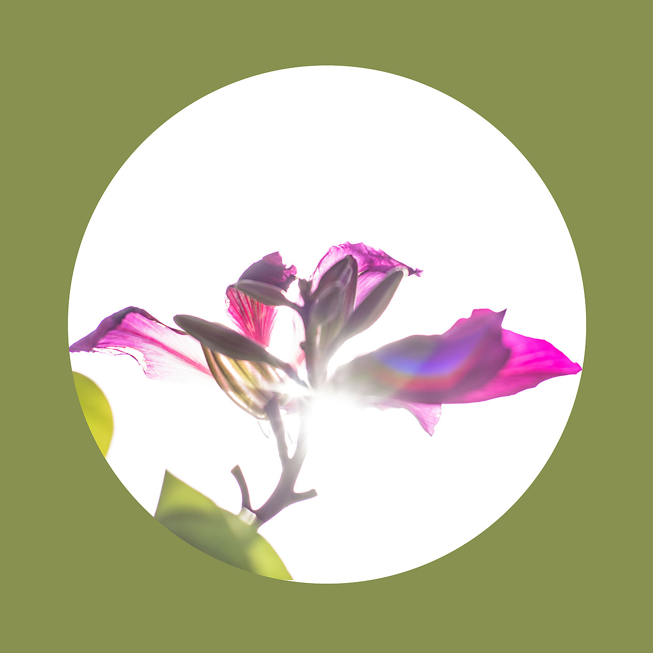 光影之下 繁花之上（图ZNjQ0OTA4ODA=） - 风光摄影 - 站酷设计师榮羽生RON原创素材 - 站酷ZCOOL