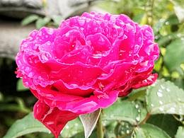 【手机摄影】天赐小露珠