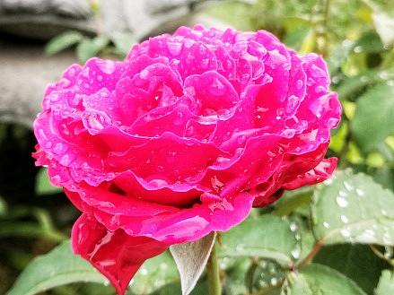 【手机摄影】天赐小露珠