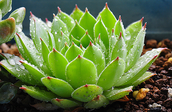 夏季的多肉|摄影|静物|dorisxlw - 原创作品 - 站酷 (zcool)