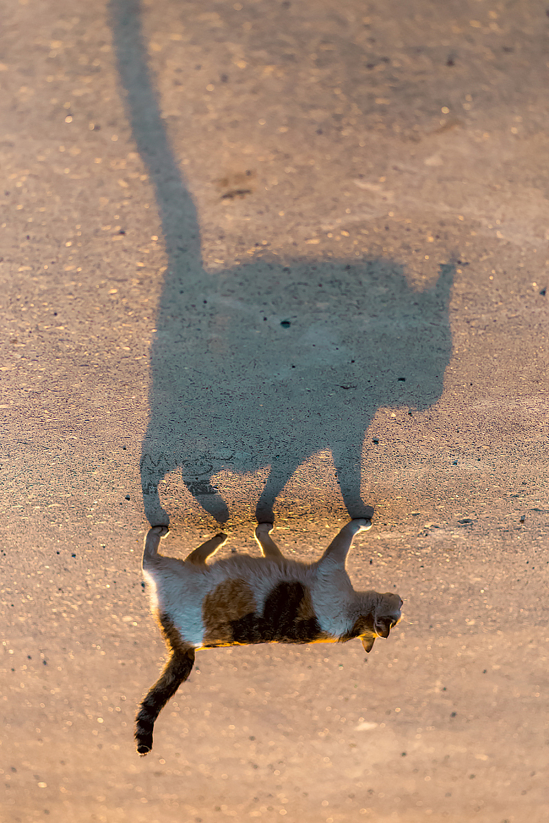 走街串巷寻拍一整年，只为这20张可爱的猫咪萌照！（图ZMTAxODIyNDIw） - 宠物摄影 - 站酷设计师喵呜不停原创素材 - 站酷ZCOOL