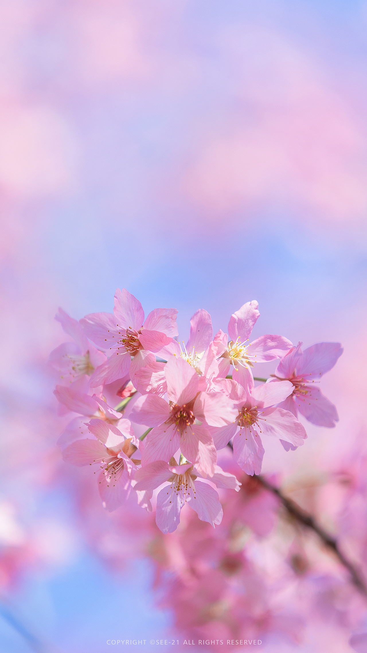 SAKURA 🌸 桜花（图ZMjQ2MDU4Mjg0） - 风光摄影 - 站酷设计师See21原创素材 - 站酷ZCOOL