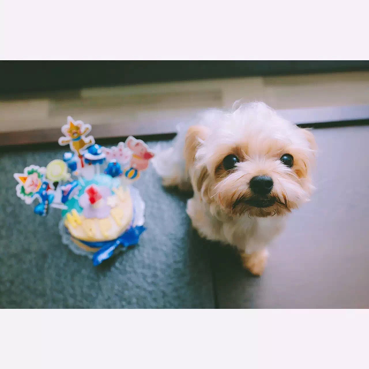 宝贝一岁庆生（图ZNTkzNzU5ODQ=） - 宠物摄影 - 站酷设计师挂糖原创素材 - 站酷ZCOOL