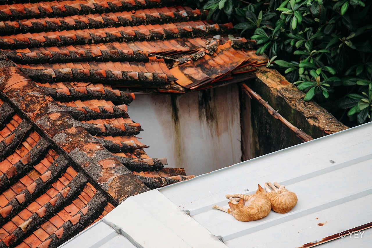 貓的秘密基地（圖ZMjEzMDkyMzQ4） - 風(fēng)光攝影 - 站酷設(shè)計(jì)師隨記溢原創(chuàng)素材 - 站酷ZCOOL