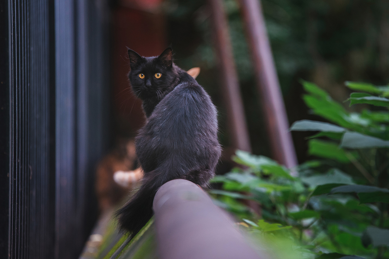 Farewell 2018【克查原创作品30】（图ZMTQwMTY0NjQ0） - 宠物摄影 - 站酷设计师克查原创素材 - 站酷ZCOOL