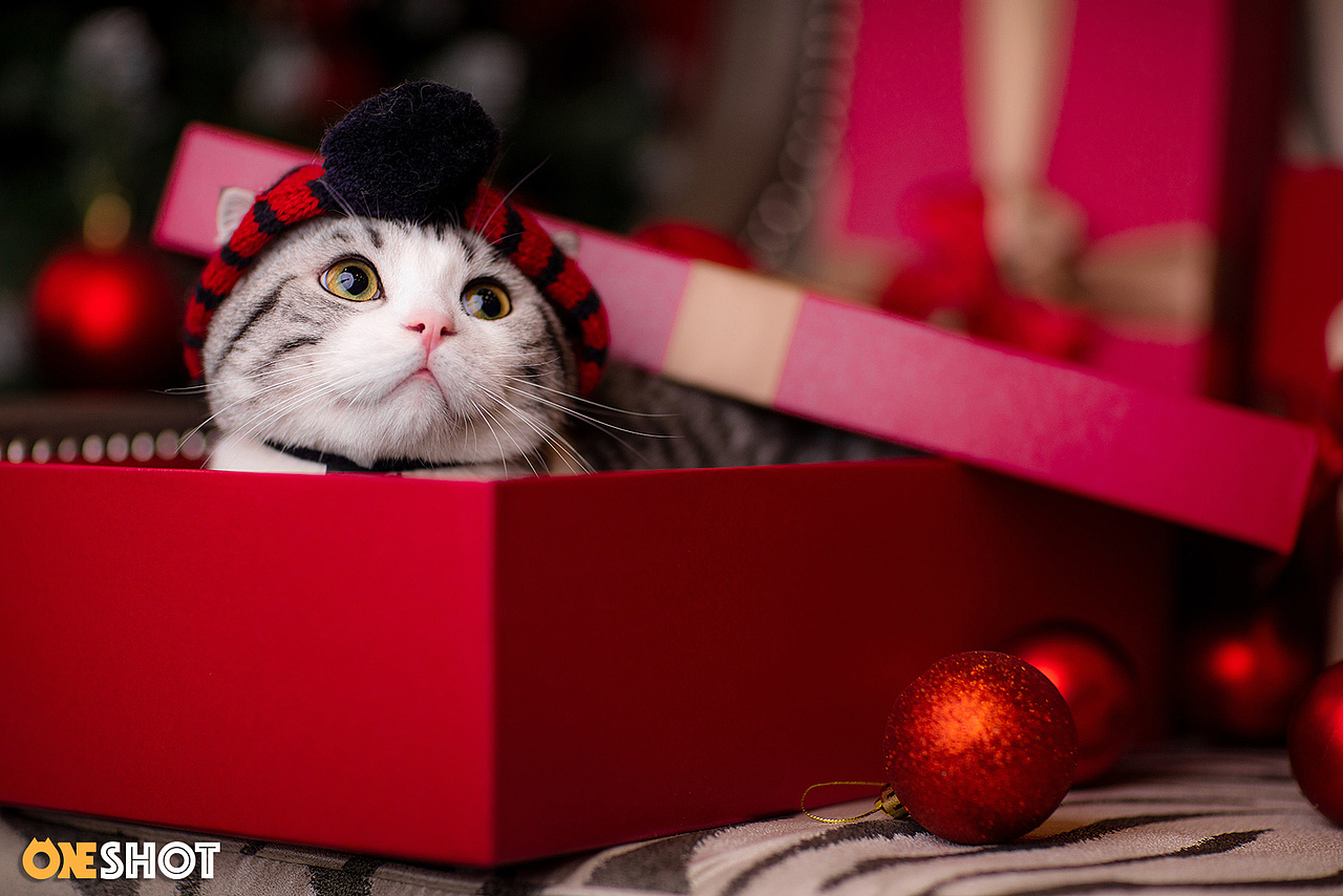 2018圣诞合集第一弹丨你的圣诞礼物又到啦!