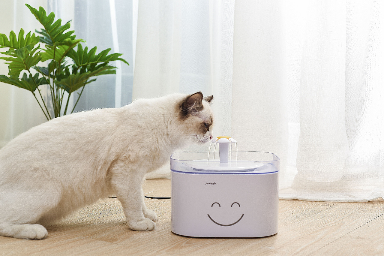 亚马逊宠物饮水机拍摄