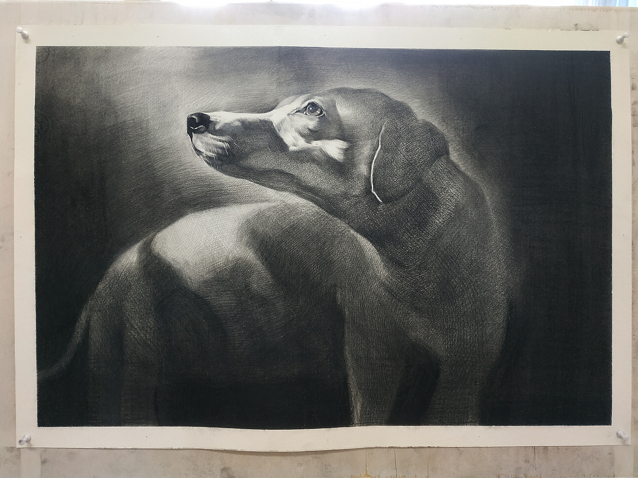 素描·宠物狗（图ZMTkyNTE5NTg0） - 绘画 - 站酷设计师饕餮無仁原创素材 - 站酷ZCOOL