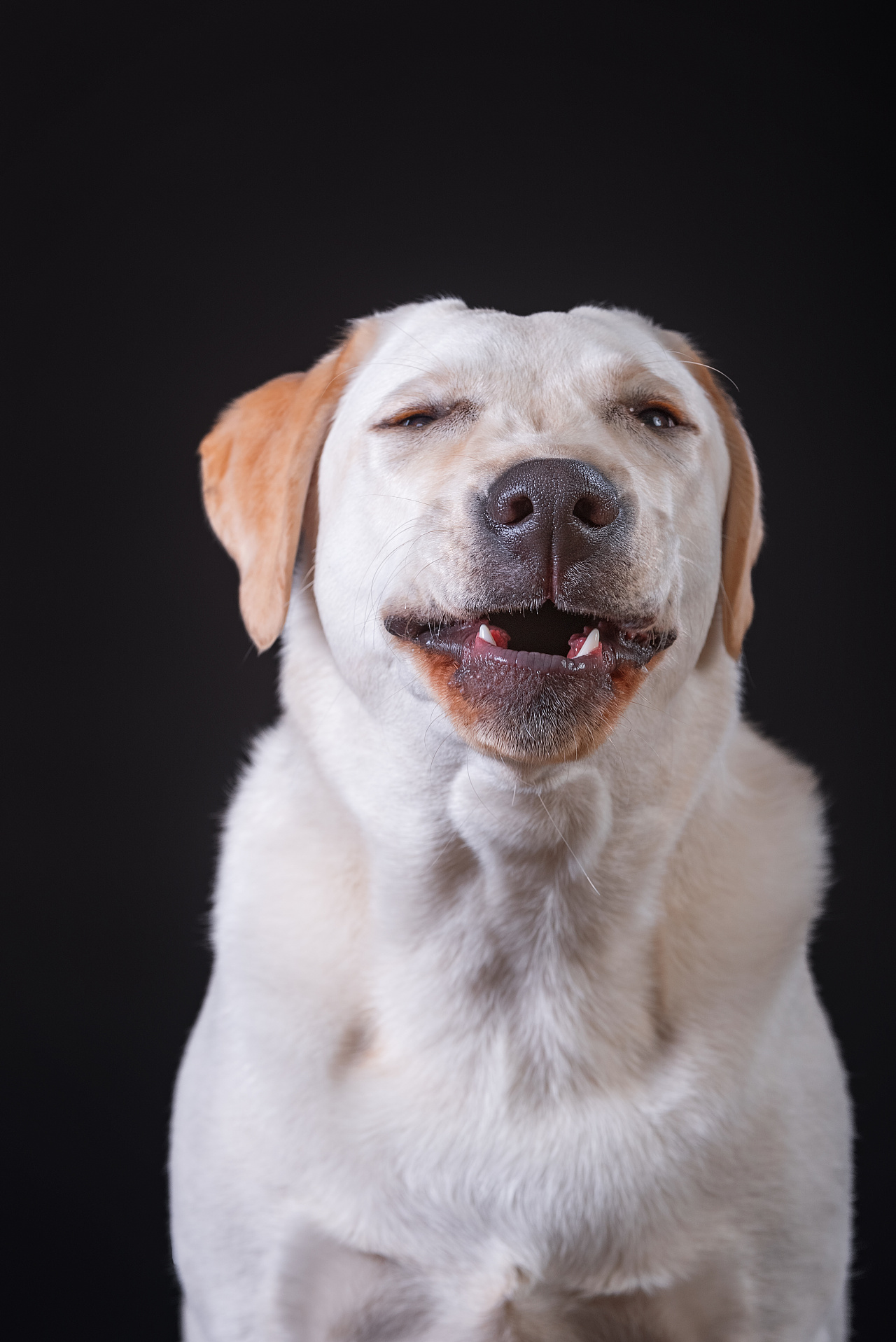 宠物肖像照|摄影|宠物摄影|郑洳亚 - 原创作品 - 站酷 (zcool)