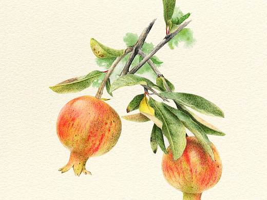 石榴（個(gè)人主頁(yè)-ZMjg5ODMxMDg=） - 繪畫 - 站酷設(shè)計(jì)師卑鄙的噗噗原創(chuàng)素材 - 站酷ZCOOL