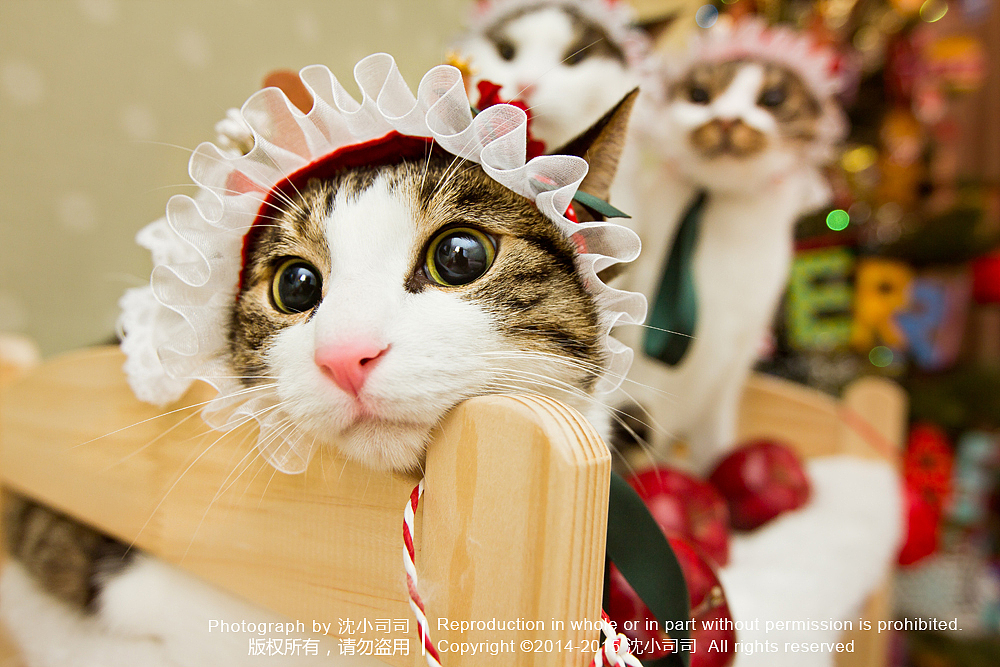 圣诞喵~（第一波）（图ZMjMwNDMxMDQ=） - Pet Photography - 站酷设计师司司Yokey原创素材 - 站酷ZCOOL