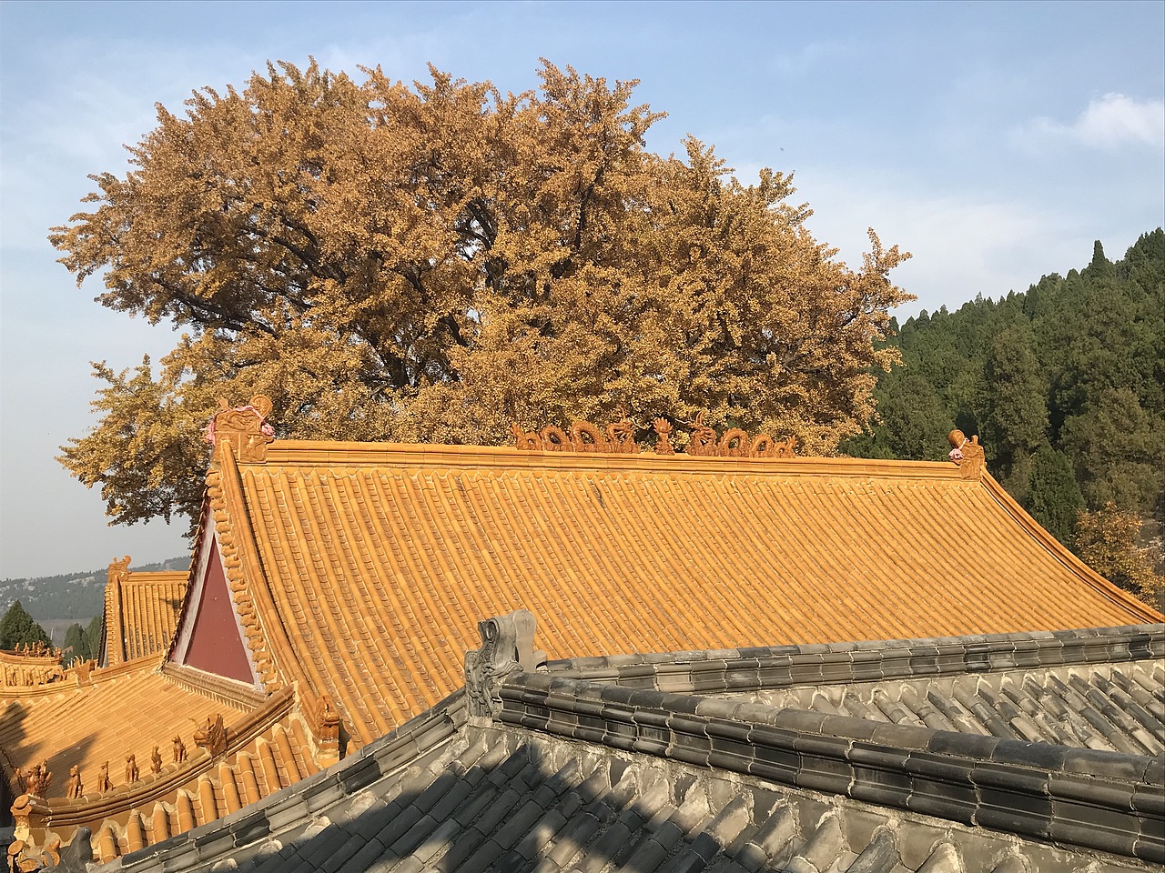 千年银杏 万年古刹