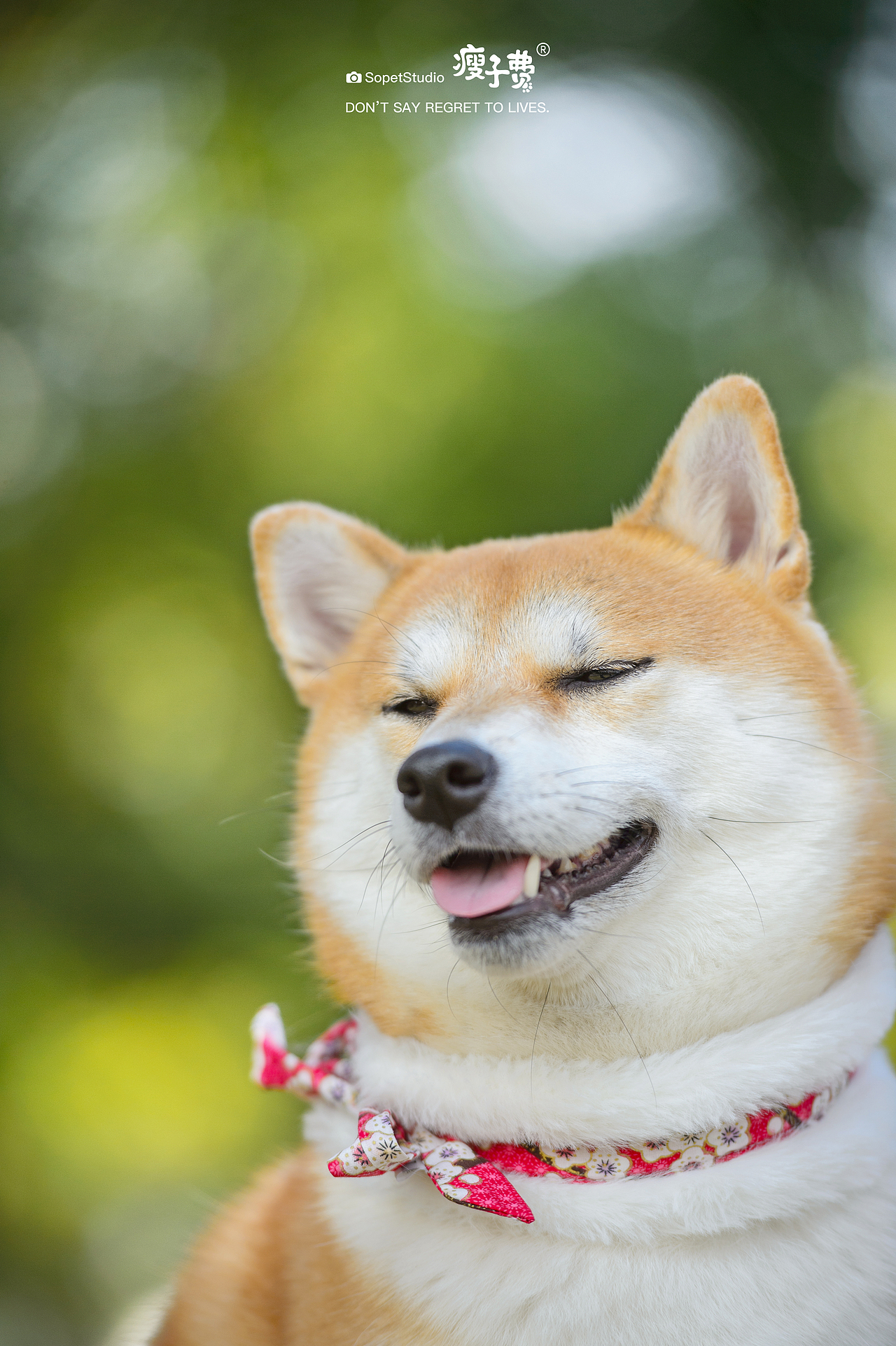 最佳组合（图ZMjc5OTU5NzQ4） - 宠物摄影 - 站酷设计师宠物摄影师瘦子费原创素材 - 站酷ZCOOL