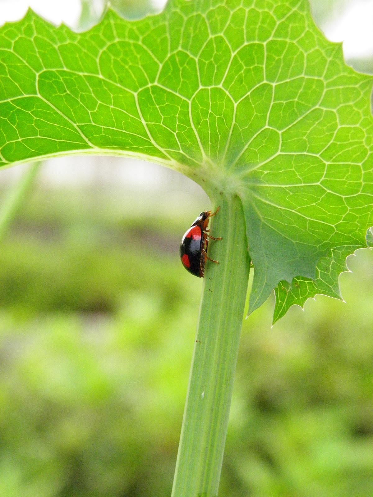 摄影作品！匆匆那年(风景摄影、人物摄影、微距摄影）