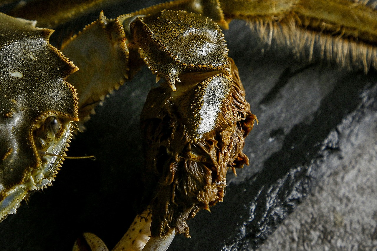 大闸蟹（图ZMTI4NjkzNDE2） - 产品摄影 - 站酷设计师尹瀚逸原创素材 - 站酷ZCOOL