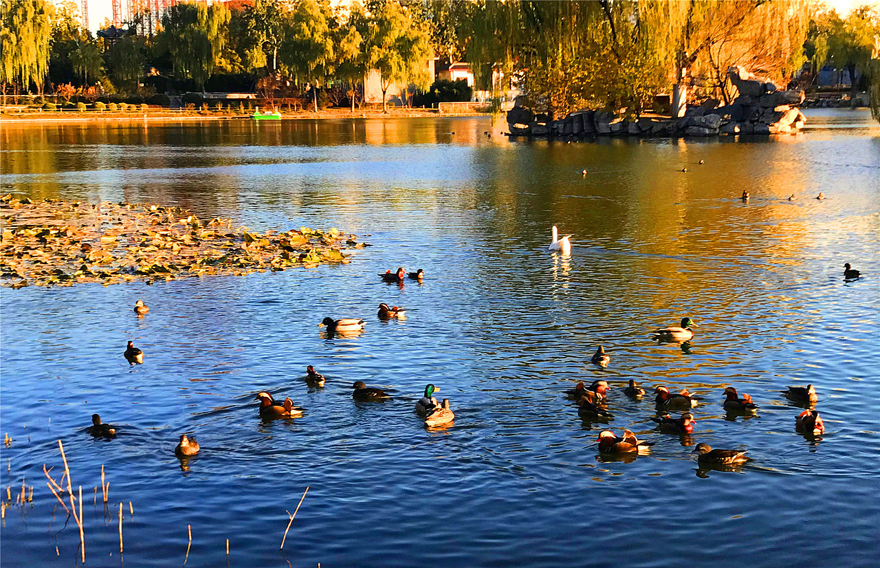 刘勇良摄影作品鸳鸯戏水系列选登