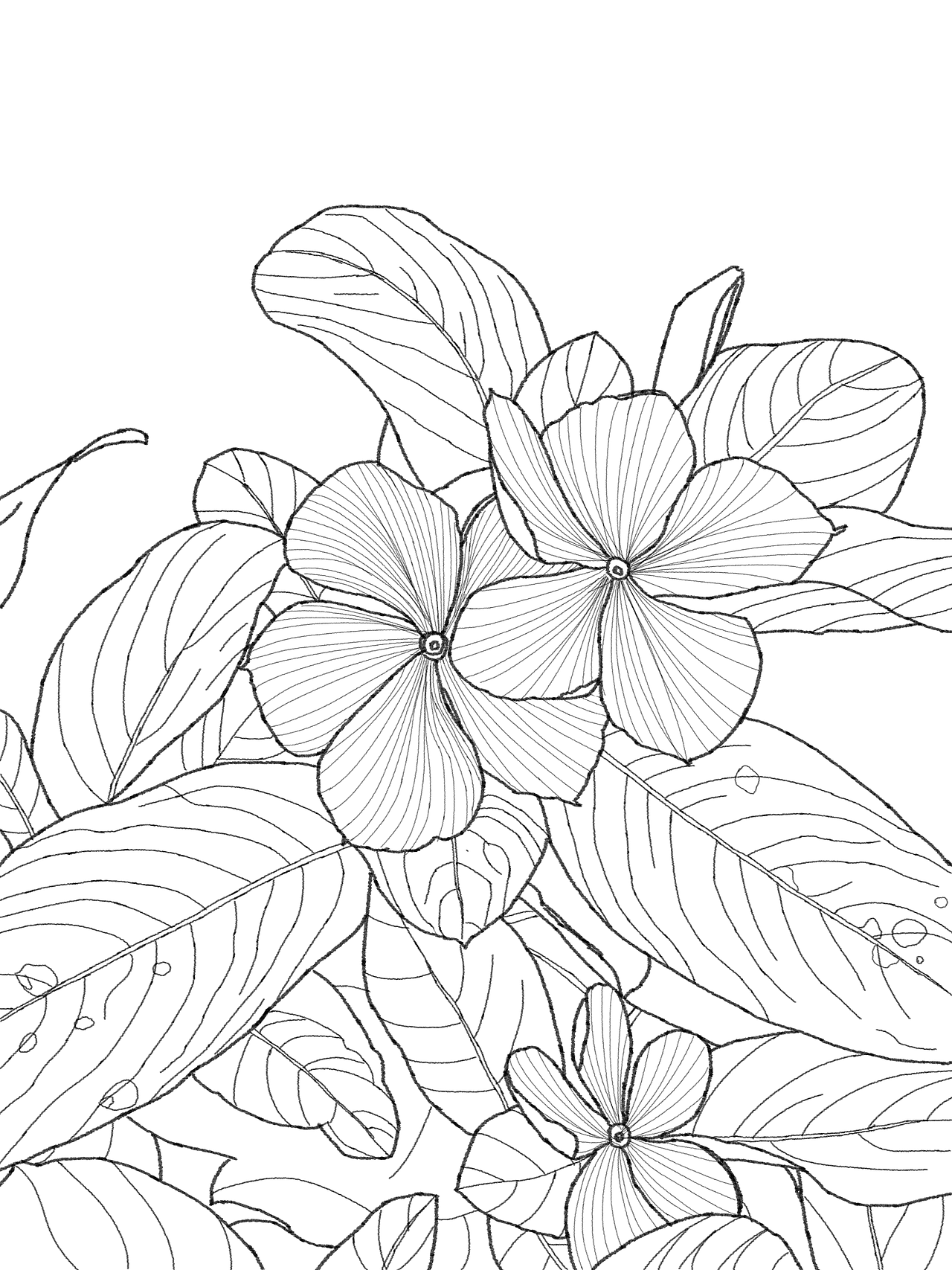 原創(chuàng)練習(xí)｜一叢長春花（圖ZMjcyOTMyODk2） - 兒童插畫 - 站酷設(shè)計師河豚不胖插畫師原創(chuàng)素材 - 站酷ZCOOL