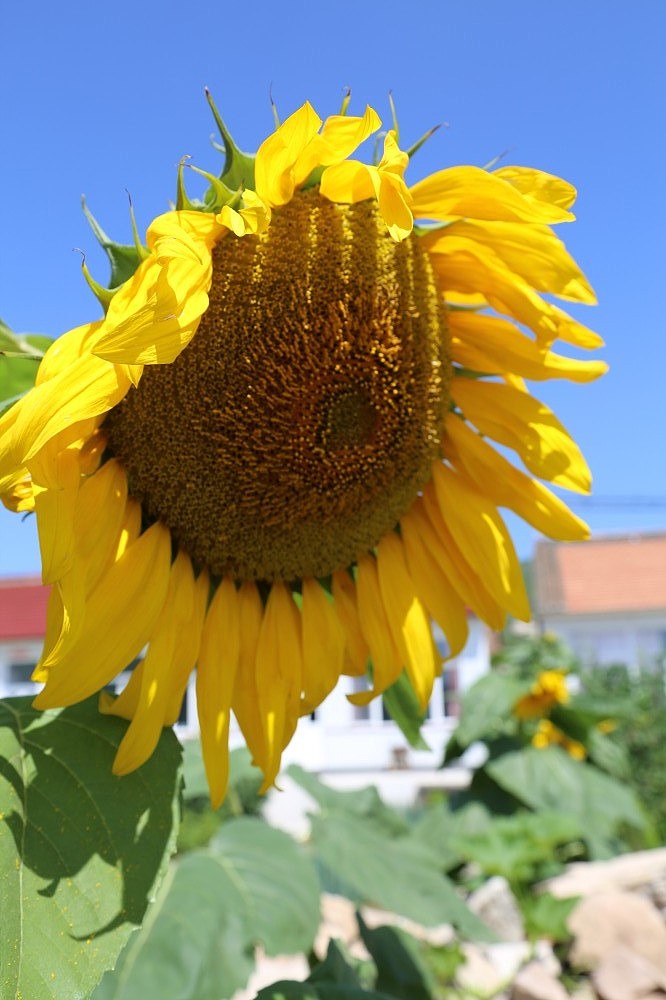 向日葵（图ZMTExMjUzMTY=） - 产品摄影 - 站酷设计师行走的音符原创素材 - 站酷ZCOOL