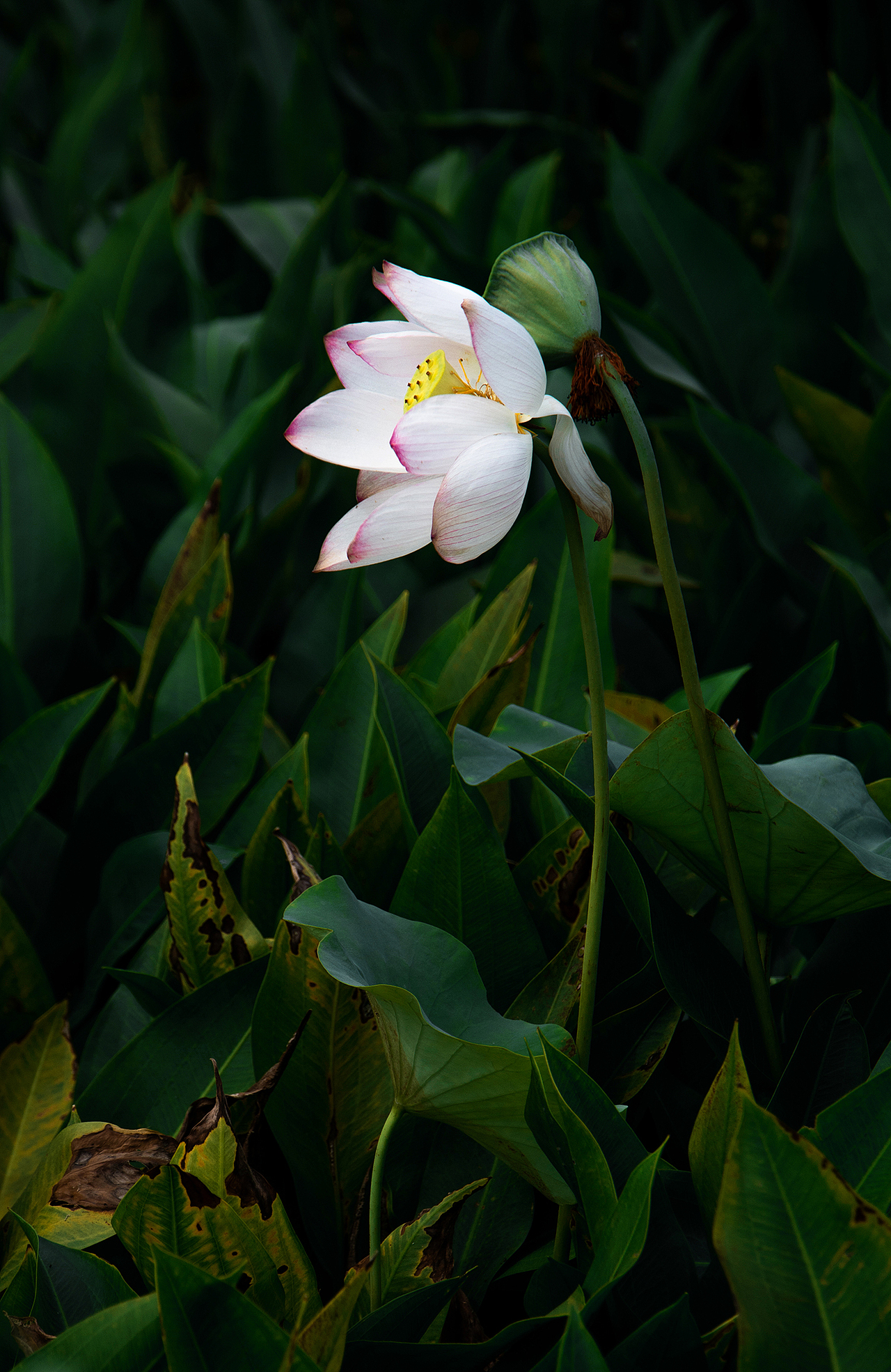 江南可采莲莲叶何田田