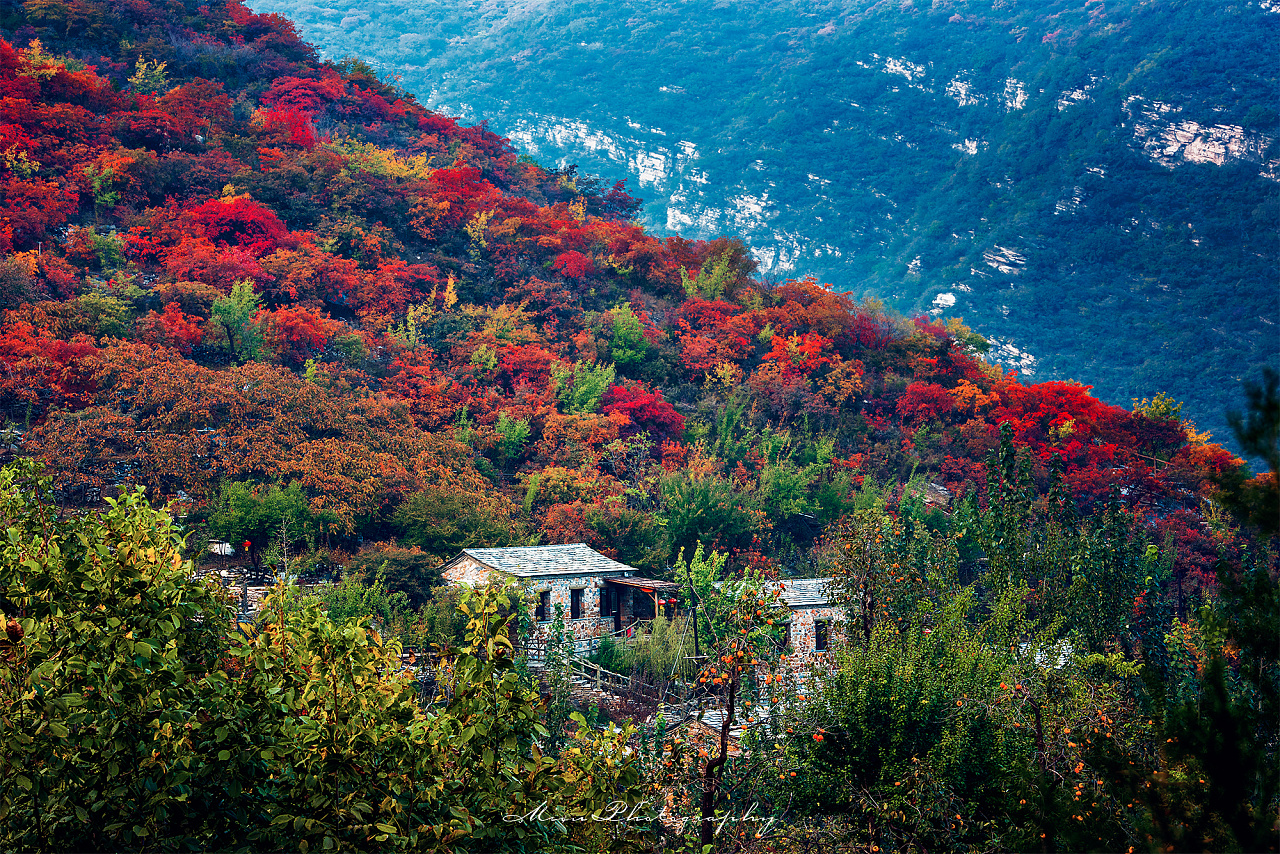 【携程攻略】北京坡峰岭景点,坡峰岭的黄栌，一见难忘，惊艳一秋。