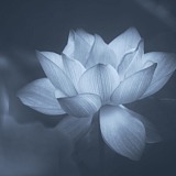 叶浅陌的头像