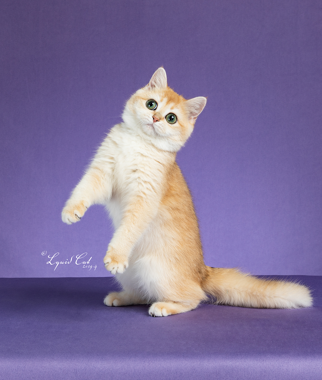 英国短毛猫-金渐层|摄影|宠物摄影|amyworks2ocean - 原创作品 - 站酷