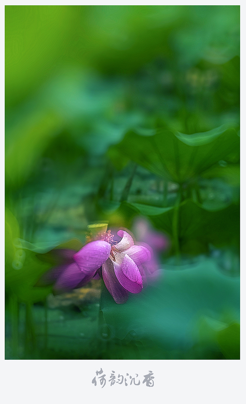 【荷韵沉香】（图ZMjEzNDE1OTI0） - 风光摄影 - 站酷设计师老陆逍遥原创素材 - 站酷ZCOOL